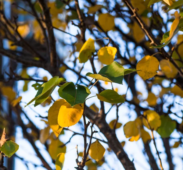 Ramos de árvores detalhadas com folhas amarelas — Fotografia de Stock