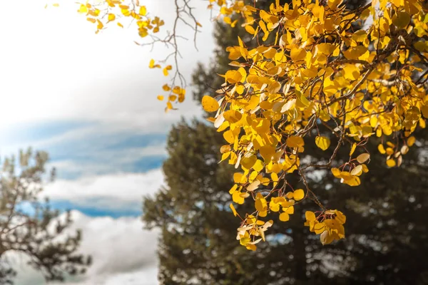 Bergen en aspen bomen geel — Stockfoto