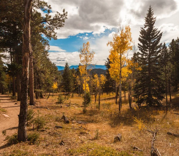 Podzimní krajina s osika stromů — Stock fotografie