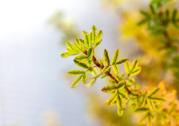 Folhas que ficam amarelas em ramos — Fotografia de Stock