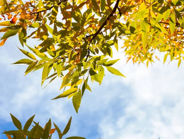 Листья желтеют на ветвях — стоковое фото