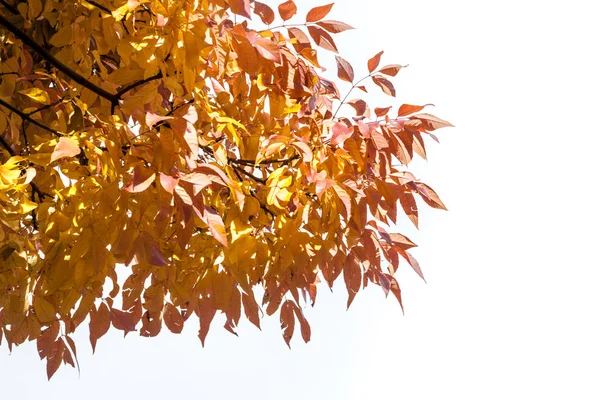 Feuilles jaunissant sur les branches — Photo