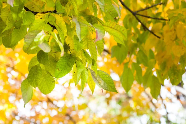 葉の枝に黄色の回転 — ストック写真
