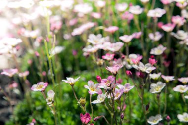 yabani papatya çiçeği