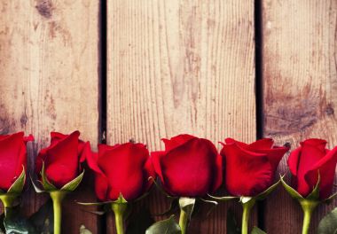 Güzel gül çiçekleri