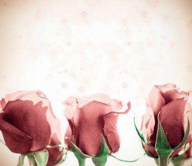 beautiful rose flowers clipart