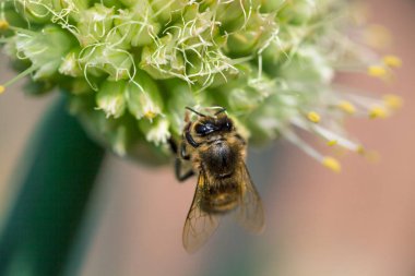 Beyaz soğan çiçek arıya