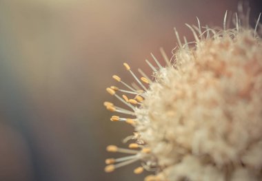 güzel soğan çiçek sapı