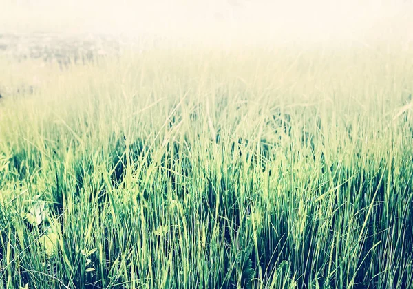 Champ Été Avec Herbe Verte Fraîche — Photo