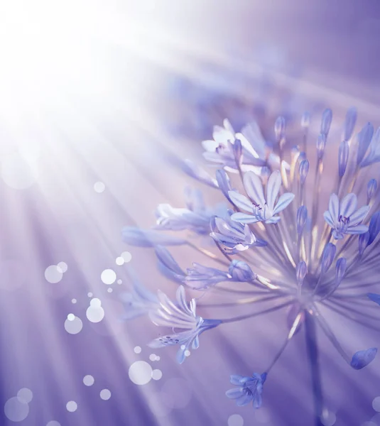 Hermosas flores de primavera — Foto de Stock