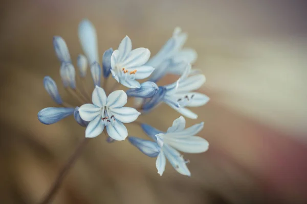 Bellissimi fiori primaverili — Foto Stock