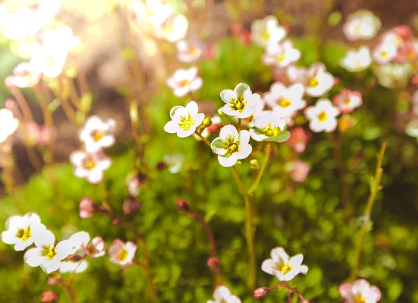 Fiori di camomilla selvatica — Foto Stock