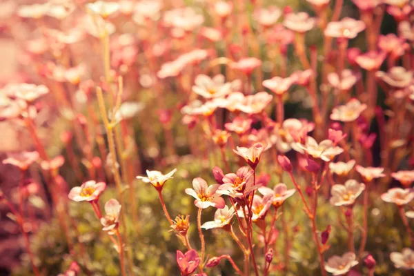 Vadon élő Kamilla virág — Stock Fotó