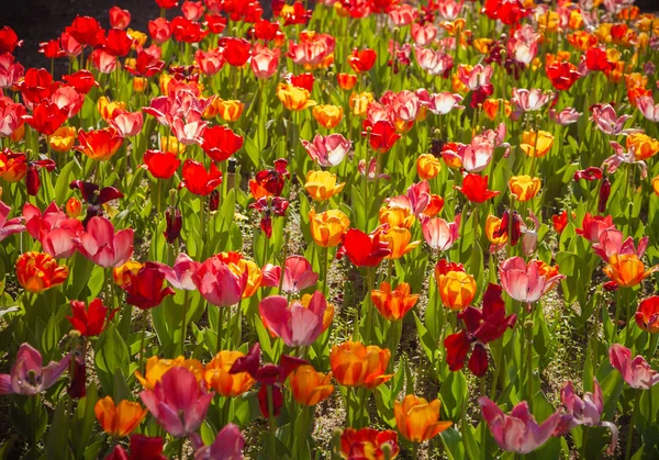 Hermosos tulipanes flores en el jardín —  Fotos de Stock