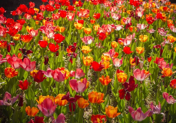 Schöne Tulpenblumen im Garten — Stockfoto