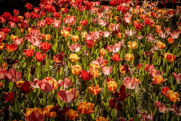 Tulpen auf natürlichem Hintergrund — Stockfoto