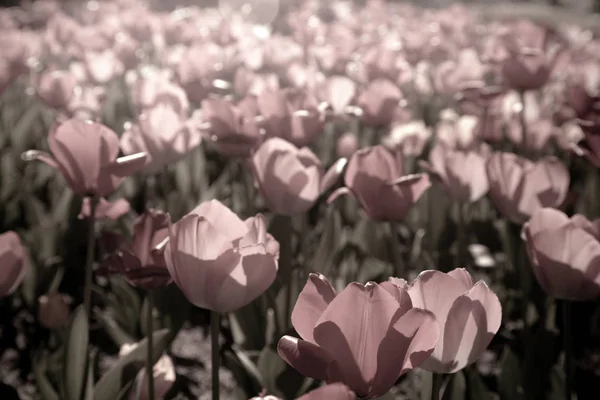 Krásné tulipány květiny v zahradě — Stock fotografie