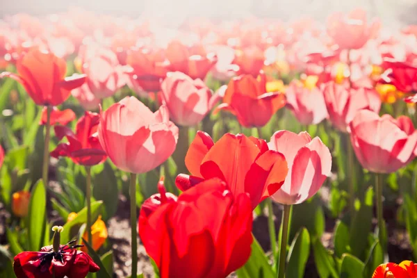 Schöne Tulpenblumen im Garten — Stockfoto