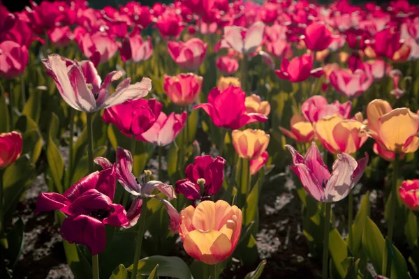 Tulpen auf natürlichem Hintergrund — Stockfoto