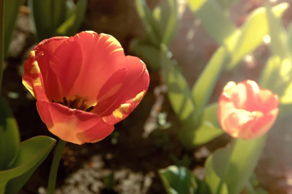 Tulipány na přírodní pozadí — Stock fotografie