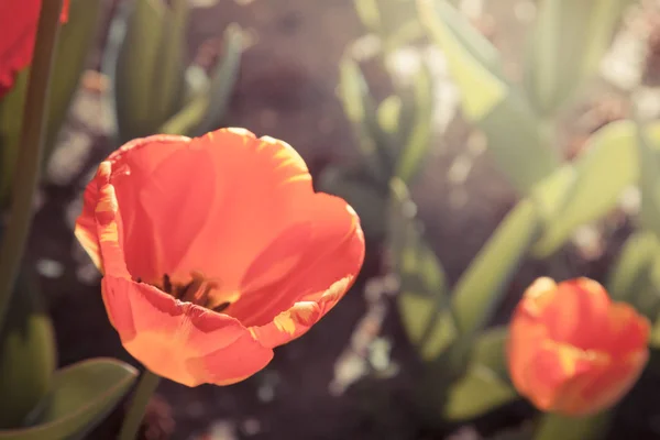 Krásné tulipány květiny v zahradě — Stock fotografie