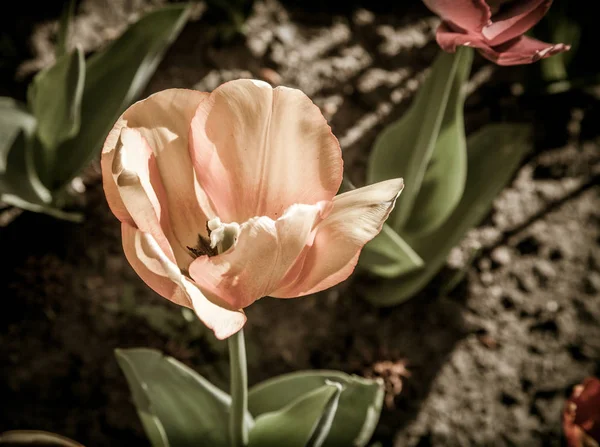 Belas flores de tulipas no jardim — Fotografia de Stock