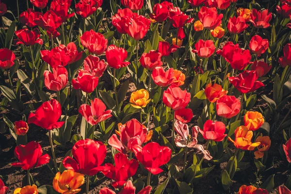 Tulpen auf natürlichem Hintergrund — Stockfoto