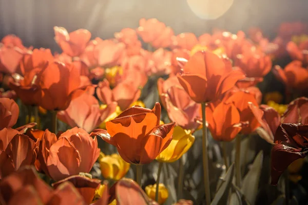 Tulipány na přírodní pozadí — Stock fotografie