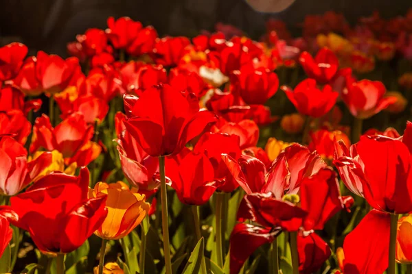 Tulipány na přírodní pozadí — Stock fotografie