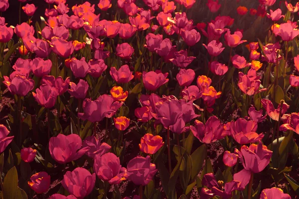 Schöne Tulpenblumen im Garten — Stockfoto