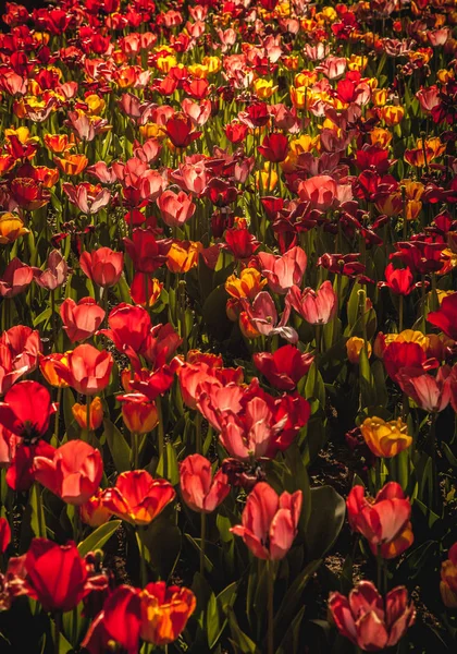 Schöne Tulpenblumen im Garten — Stockfoto