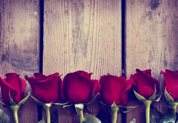 Piękne kwiaty róż — Zdjęcie stockowe