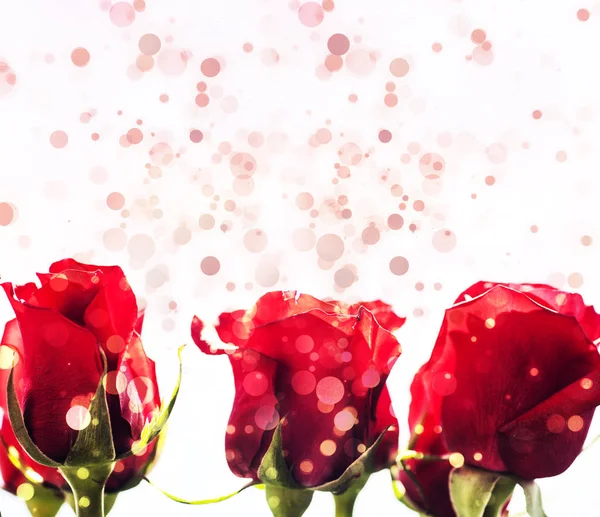 Bellissimi fiori di rosa — Foto Stock