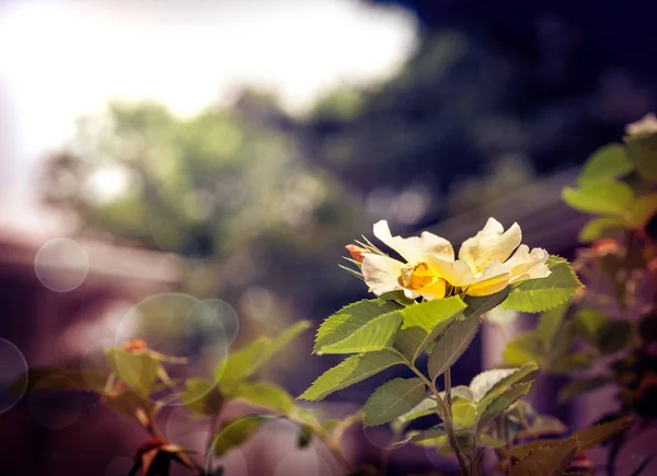 주황 잎 과 녹색 장미 — 스톡 사진