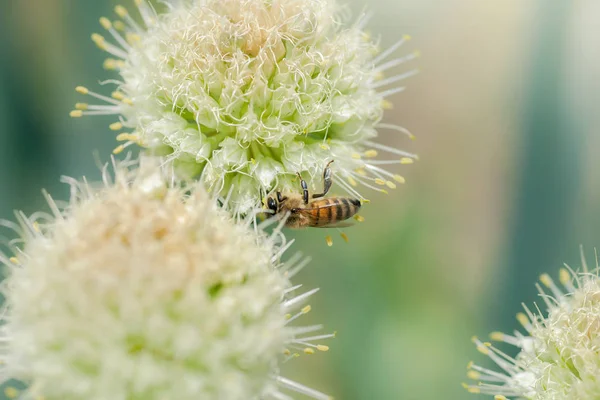 Bee on white onion flower — Stock Photo, Image