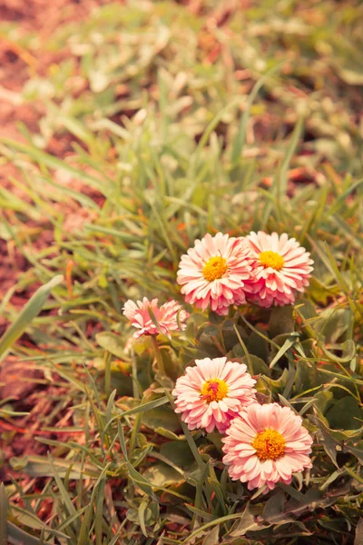 Yabani papatya çiçeği — Stok fotoğraf