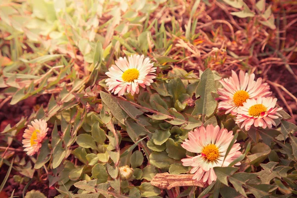 Flores de camomila selvagens — Fotografia de Stock