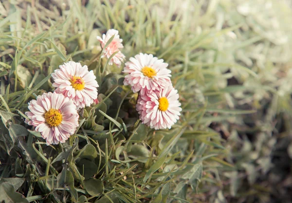 野生のカモミールの花 — ストック写真