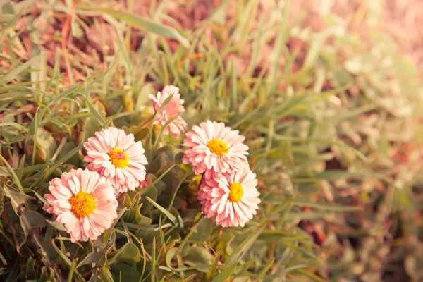 野生のカモミールの花 — ストック写真