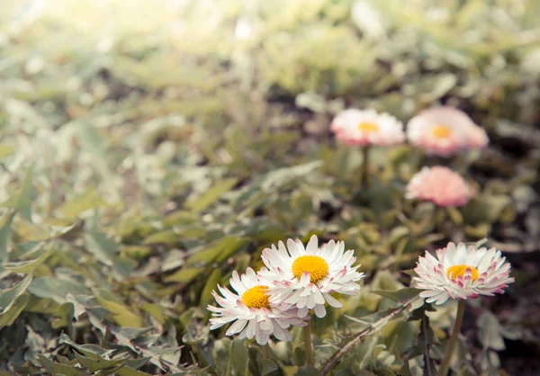 Divoký Heřmánek květiny — Stock fotografie