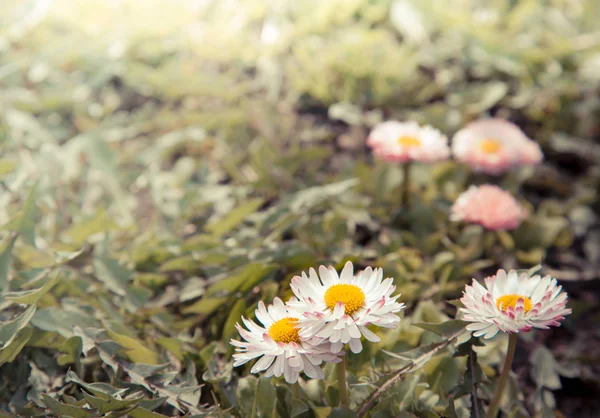 Flores de camomila selvagens — Fotografia de Stock