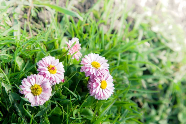 野生のカモミールの花 — ストック写真