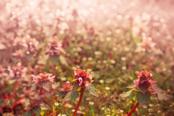 自然な柔らかい背景の花 — ストック写真