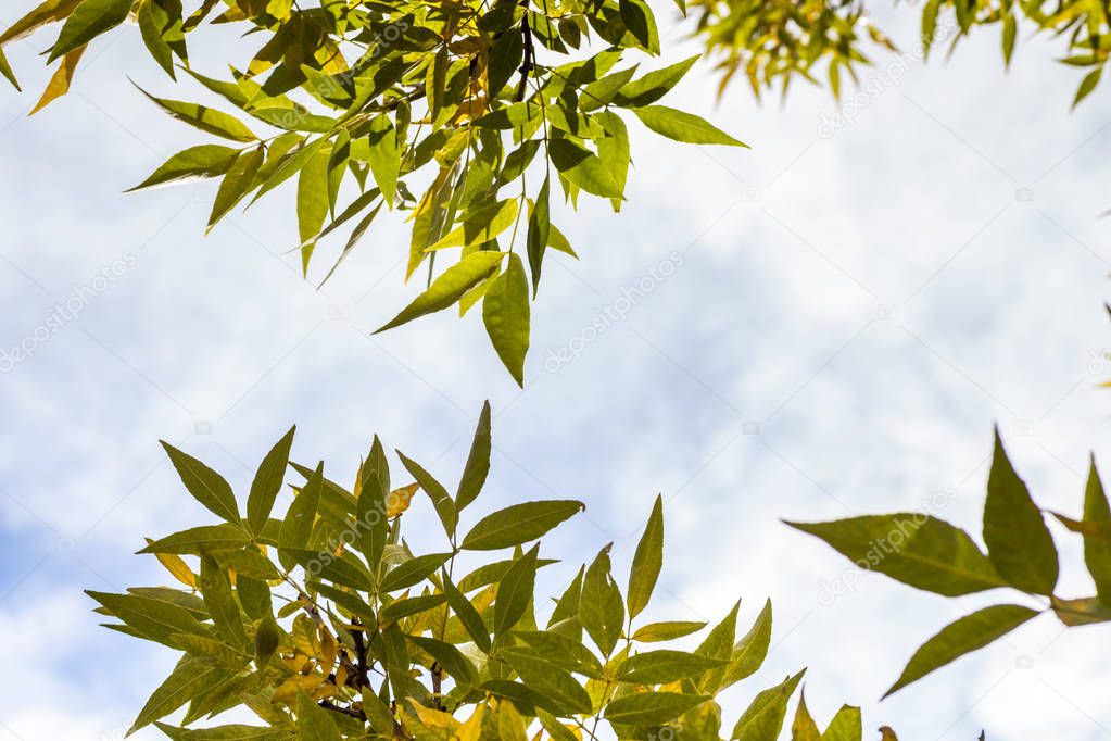 Autumn leaves on blue sky background