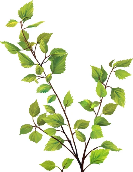 Liście zielone brzozowe drzewo — Zdjęcie stockowe