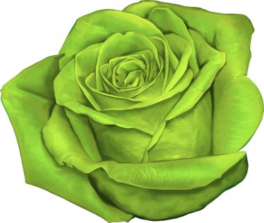 Gül çiçeği tomurcuk 