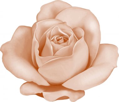 Gül çiçeği tomurcuk 