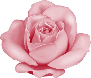 Gül çiçeği tomurcuk 