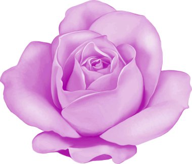 Gül çiçeği tomurcuk 