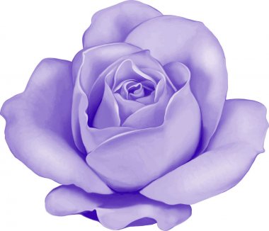 Gül çiçeği tomurcuk 